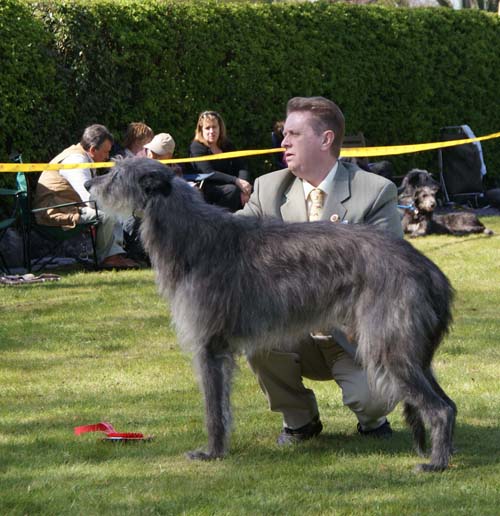 VETERAN DOG WORCESTER